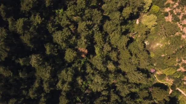 Aerial View Pine Tree Forest Sunny Day — Stock Video