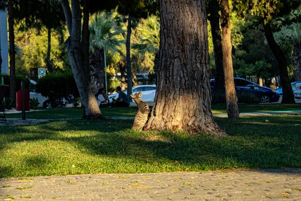 Şirin küçük tekir kedicik parktaki ağaca bakıyor.