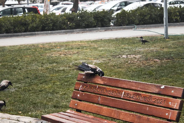 Corvo Sulla Panchina Parco Pubblico — Foto Stock