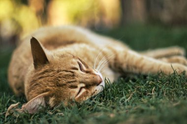 Kameraya poz veren sevimli kızıl kedi.