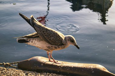 Martı denizin kenarında duruyor.