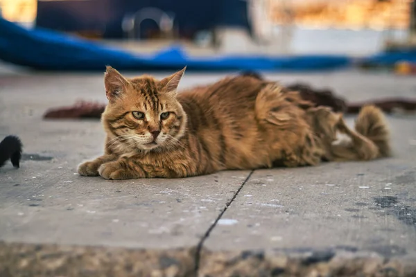 Tekir kedi yerde yatıyor.