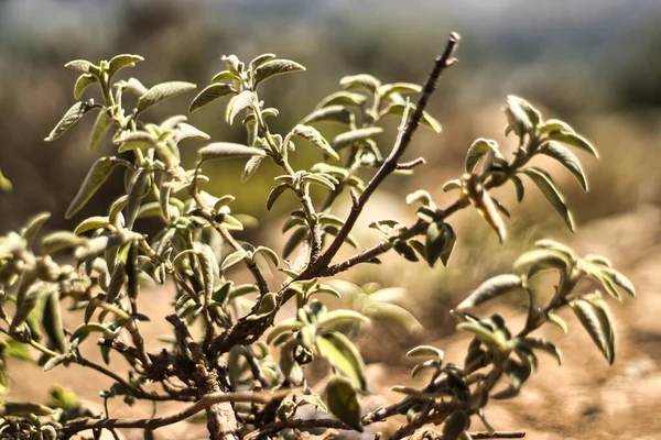Adaçayı resmini kapat