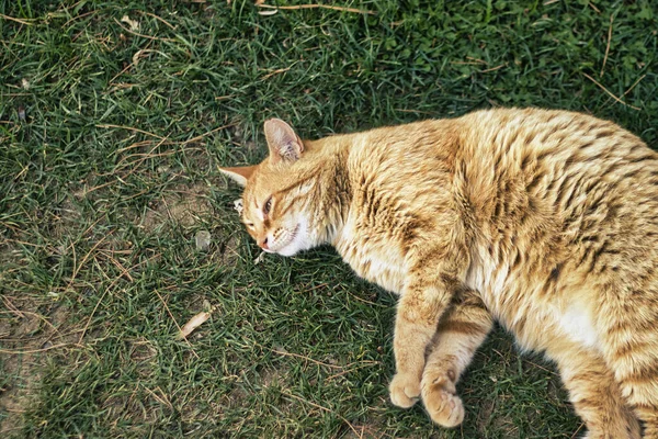 Kameraya poz veren sevimli kızıl kedi.