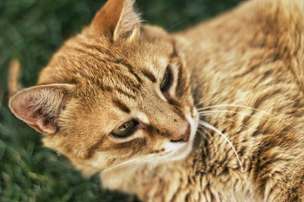 Kameraya poz veren sevimli kızıl kedi.