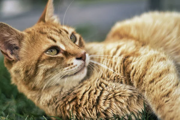 Kameraya poz veren sevimli kızıl kedi.