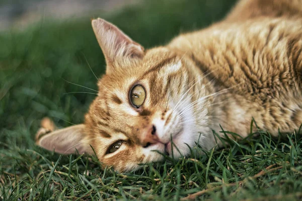 Kameraya poz veren sevimli kızıl kedi.