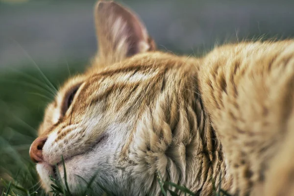 Kameraya poz veren sevimli kızıl kedi.