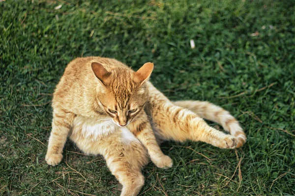 Kameraya poz veren sevimli kızıl kedi.