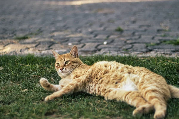 Kameraya poz veren sevimli kızıl kedi.