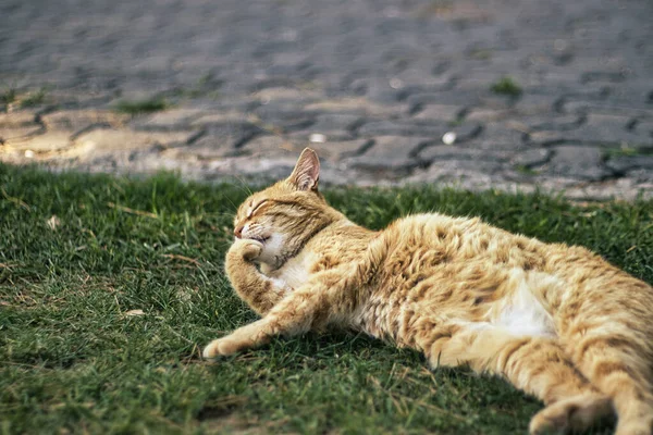 Kameraya poz veren sevimli kızıl kedi.