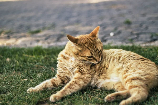 Kameraya poz veren sevimli kızıl kedi.