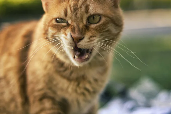 Kameraya poz veren sevimli kızıl kedi.