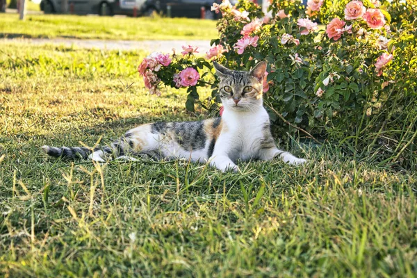 Çiçeklerden önce tekir kedi çimlerde yatıyordu.