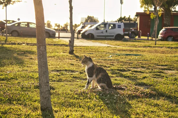Şirin tekir kedi çim tarlasında oturuyor