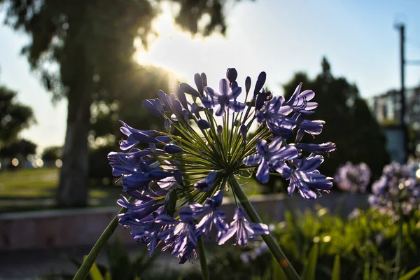 Mor çiçek gün batımında kapanıyor