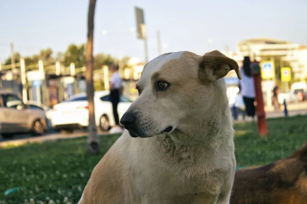 Beyaz ve kahverengi köpek