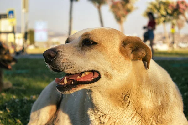 Beyaz ve kahverengi köpek
