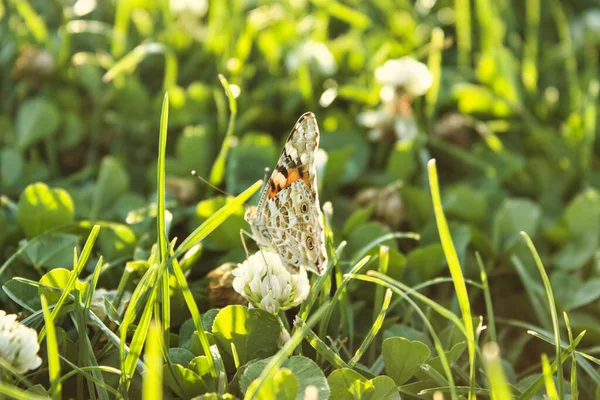 Kelebek çimlerin üzerinde