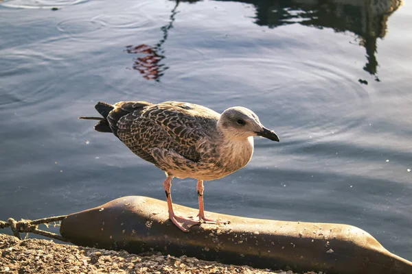 Martı denizin kenarında duruyor.