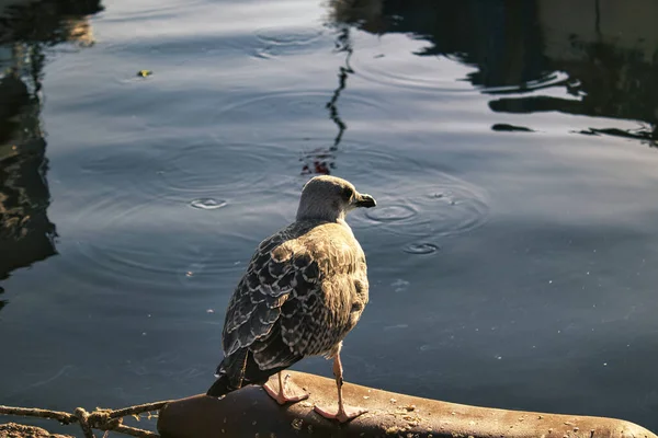 Seagull Stands Sea — Foto Stock