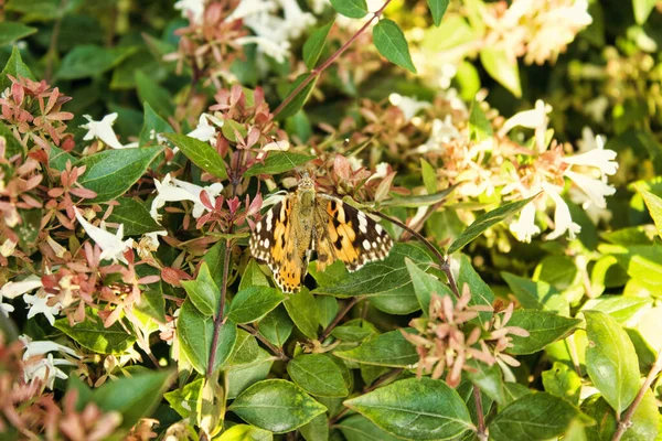 Kelebekli çiçeğin yakın görüntüsü