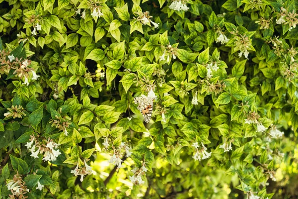 Kelebekli çiçeğin yakın görüntüsü