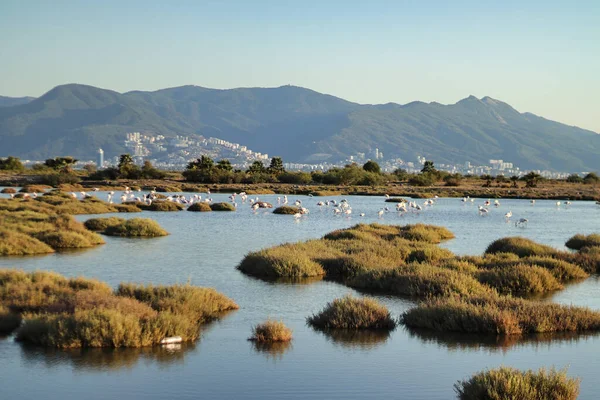 Flamingolar sığ sularda besleniyor ve yürüyor.