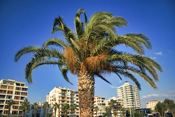 Karsiyaka, İzmir 'de halk parkının ortasındaki palmiye ağacı güneşli bir günde