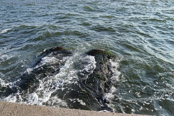 İzmir 'de denize giden eski kanalizasyon borusu.