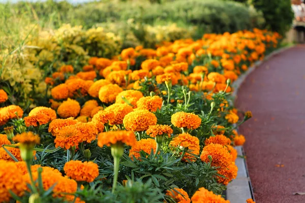 Alsancak, İzmir 'de yürüyüş yolunun kenarına ekilen portakal çiçekleri