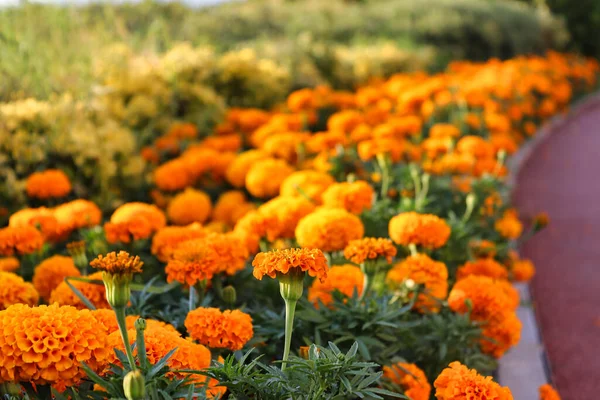 Alsancak, İzmir 'de yürüyüş yolunun kenarına ekilen portakal çiçekleri