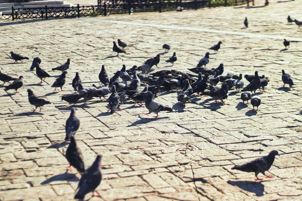 Halk parkında güvercinler besleniyor ve yürüyor.