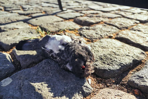 Yerde yatan ölü güvercin.