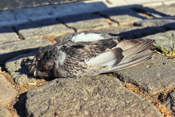 Yerde yatan ölü güvercin.