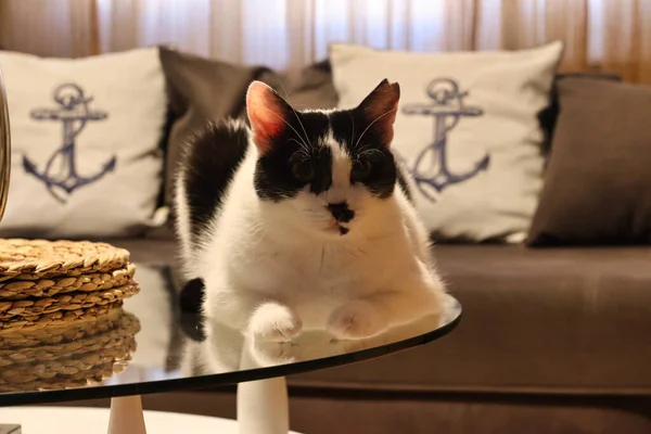 Evde cam yüzeyi olan bir kedi kahve masasında oturuyor.