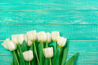 Tahta turkuaz arka planda beyaz laleler. Tebrik kartı şablonu