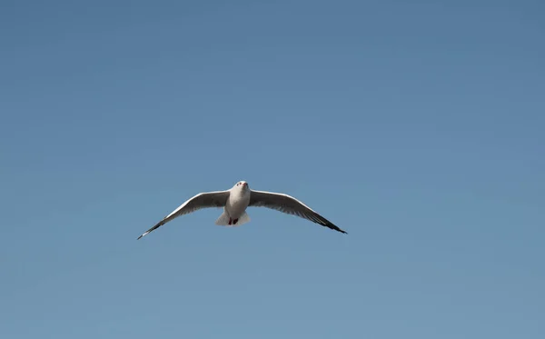 Bird Flying Clear Sky Space Text — Stock Photo, Image