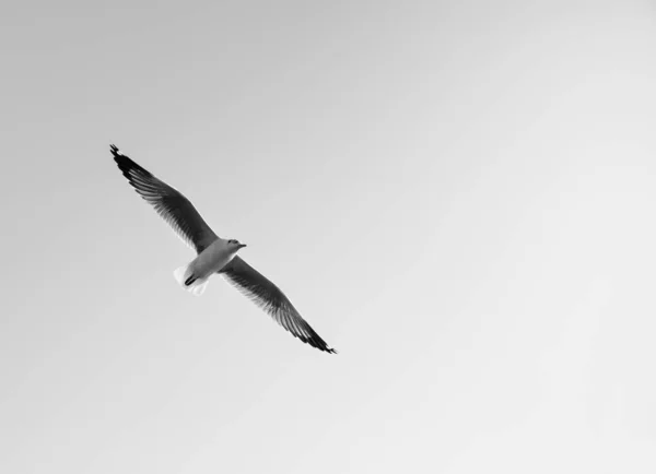 Uccello Che Vola Cielo Limpido Con Spazio Testo Bianco Nero — Foto Stock