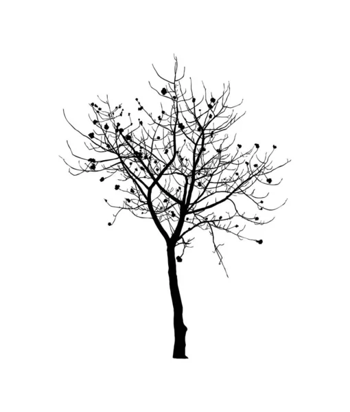 Силует Голого Дерева Ізольований Білому Тлі Векторний — стоковий вектор