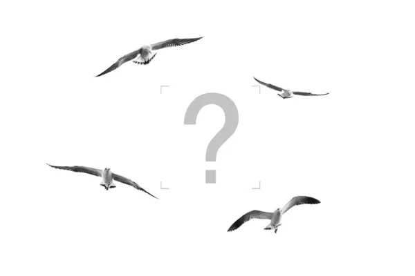Surprised Birds Question Mark Funny Looking Birds Isolated White Background — Fotografia de Stock