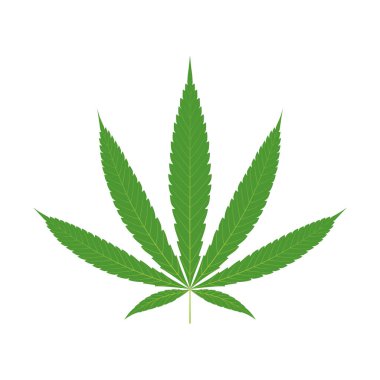 Cannabis sativa with midribs and veins on leaves isolated white background. Vector illustration