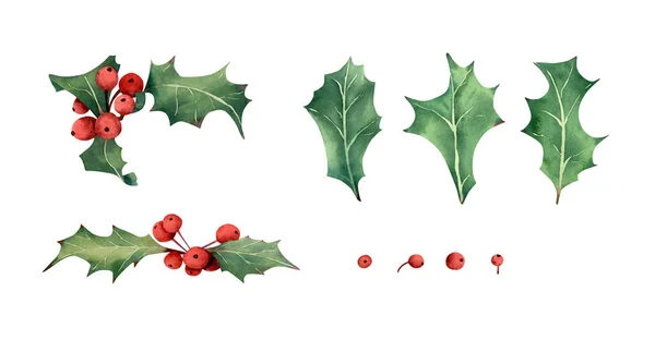 Watercolor Holly Berries Illustration Botanical Set Christmas Greens Leaf Branch — Stock Photo, Image