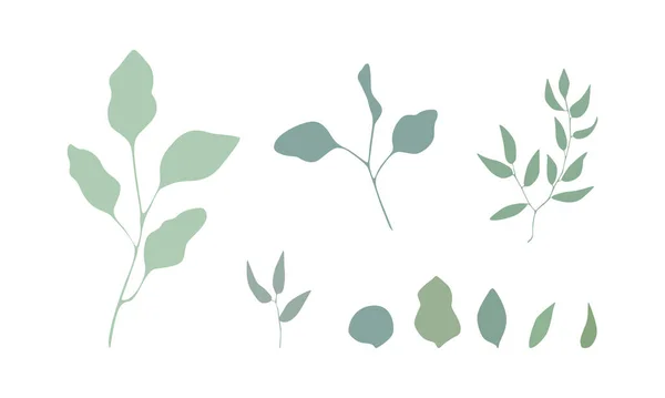 Vektor Eukaliptusz Levelek Beállítva Botanikai Illusztráció Zöld Növényekkel — Stock Vector