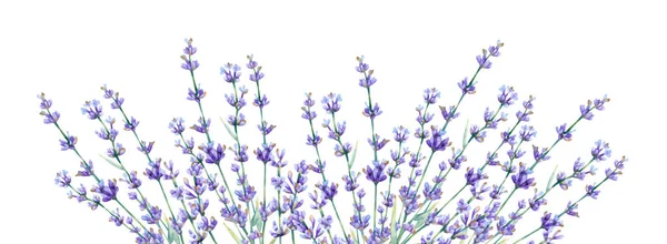 Banner Horizontal Aquarela Com Folhas Lavanda Ramos Moldura Azul Violeta — Fotografia de Stock