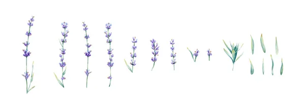 Aquarela Lavanda Flor Ramos Folhas Coleção Ilustração Botânica Com Violeta — Fotografia de Stock