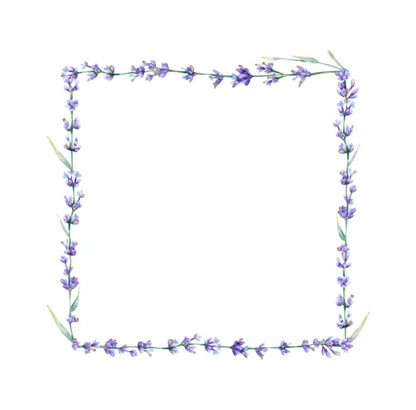 Akwarela Lawendowa Kwadratowa Ramka Ilustracja Botaniczna Letnim Fiołkiem Niebieski Kwiat — Zdjęcie stockowe