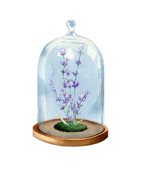 Levendula Virág Ágak Alatt Üveg Harang Akvarell Botanikai Illusztráció Növényekkel — Stock Fotó