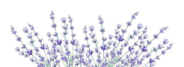Akvarell Vízszintes Banner Levendula Levelekkel Ágakkal Virágos Kék Lila Keret — Stock Fotó