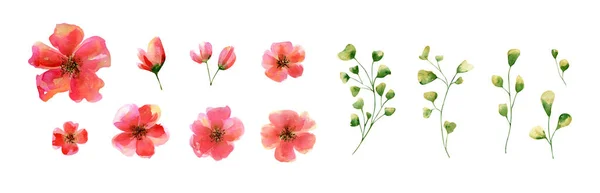 Kolekcja Róż Akwarelowych Ilustracja Botaniczna Herbaty Róża Czerwony Żółty Różowy — Zdjęcie stockowe